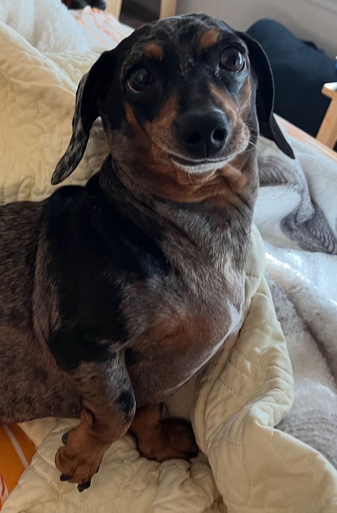 Picture of a dappled weenie dog laying down and looking at the camera 