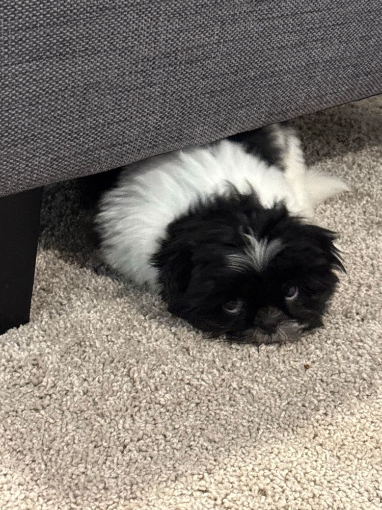 A black and white shih tzu puppy sleeping under a chair.