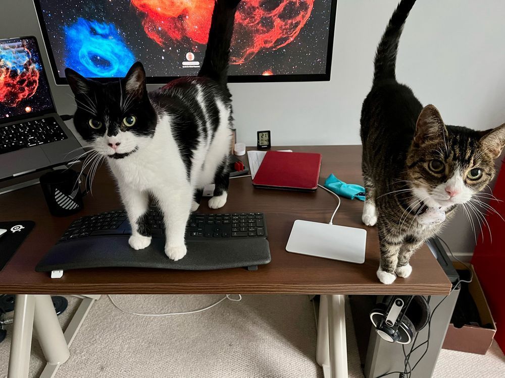 Two cats standing on the desk and being decidedly unhelpful 