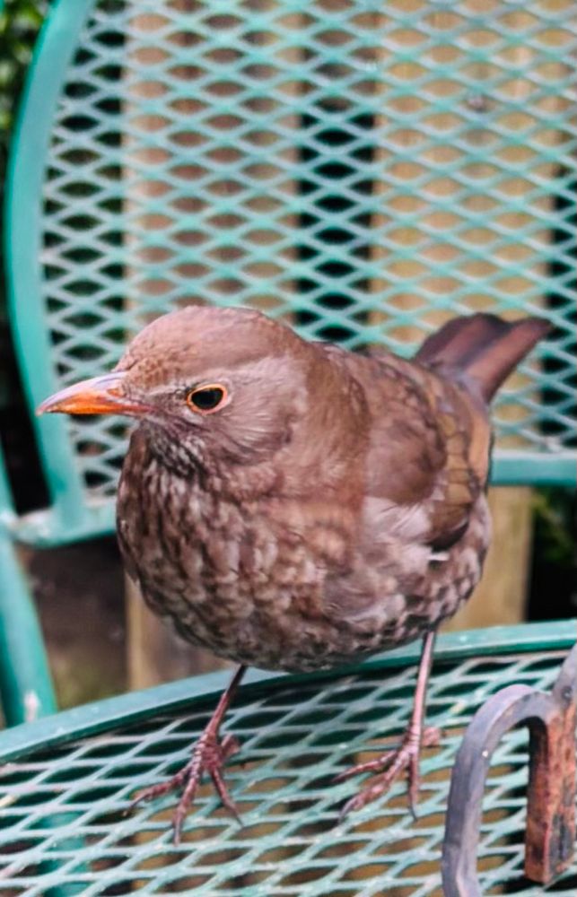 A female blackbird sitting on a table. 