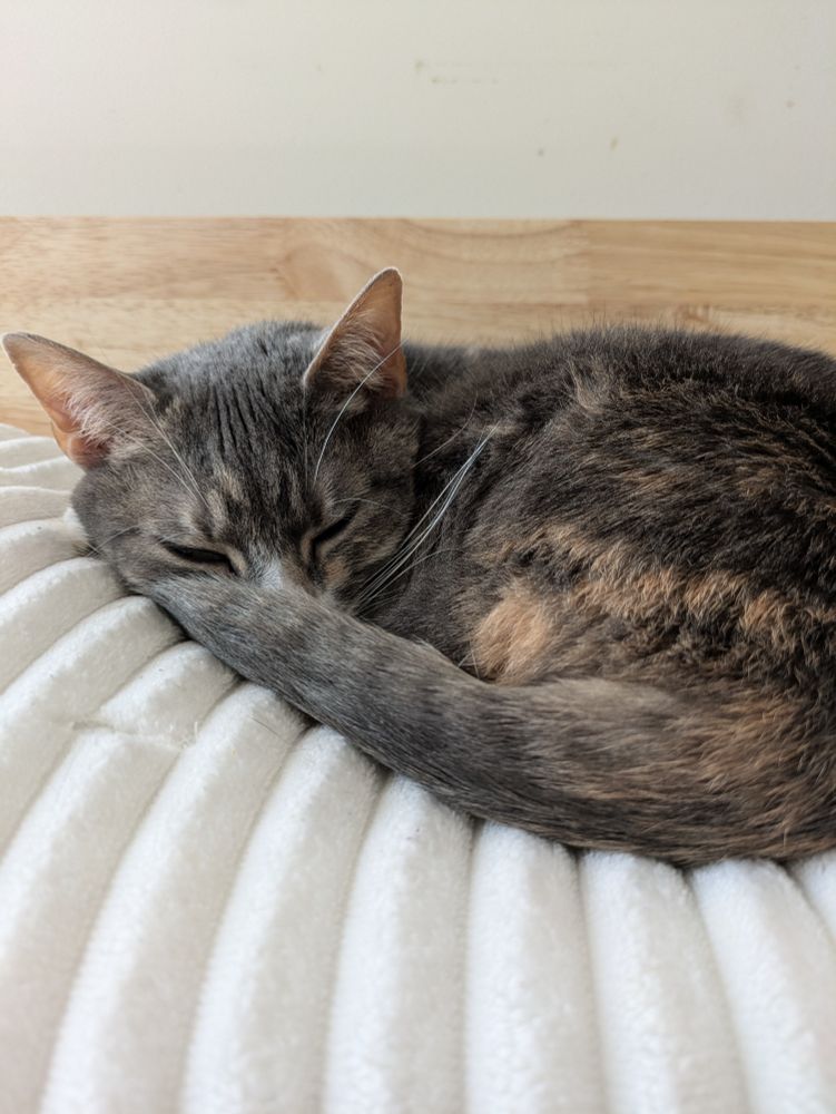 Adorable three year old cat curled up on a pillow with her tail by her nose.