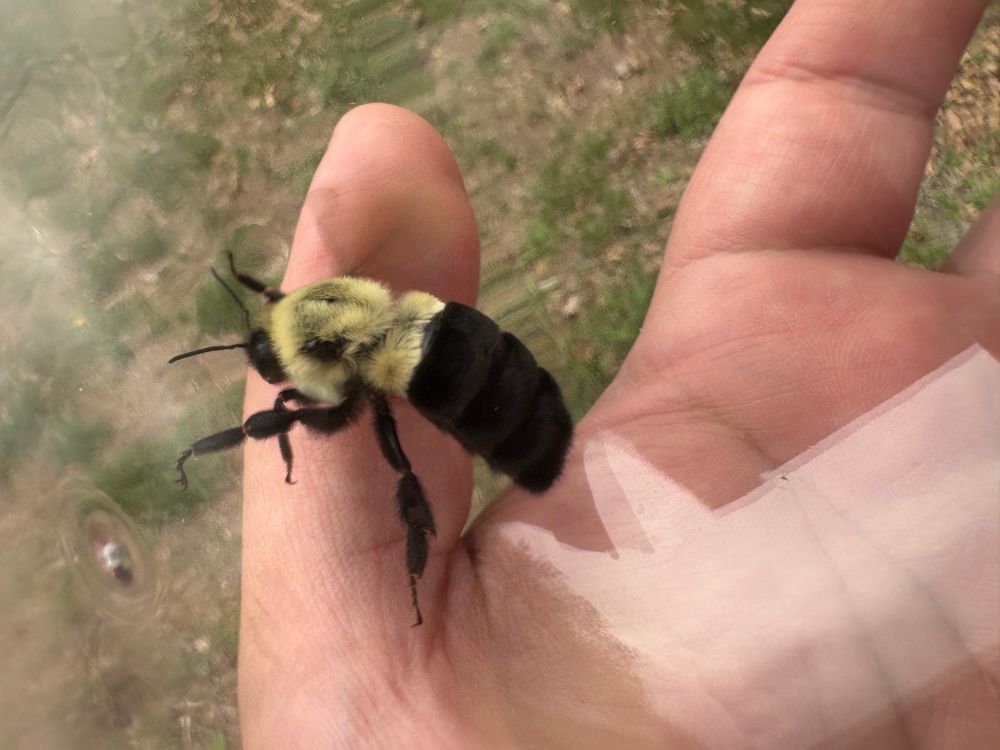 🐝 