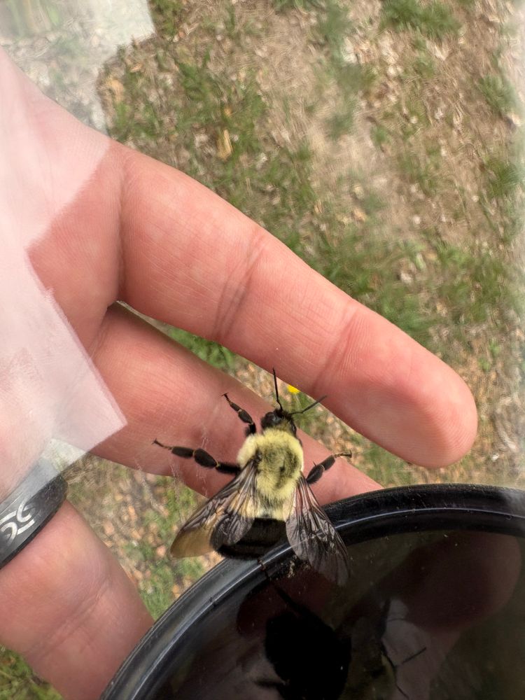 🐝 