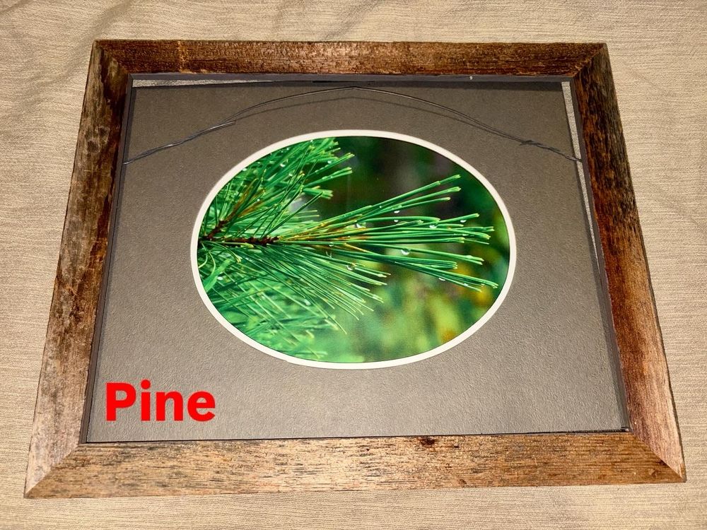 “Pine” photographed in Jay Cooke State Park in Thompson, Minnesota. 