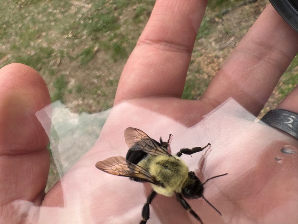 🐝 