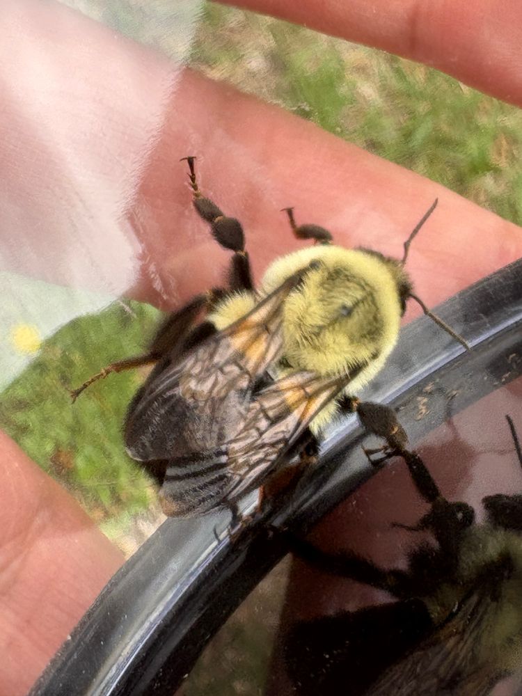 🐝 