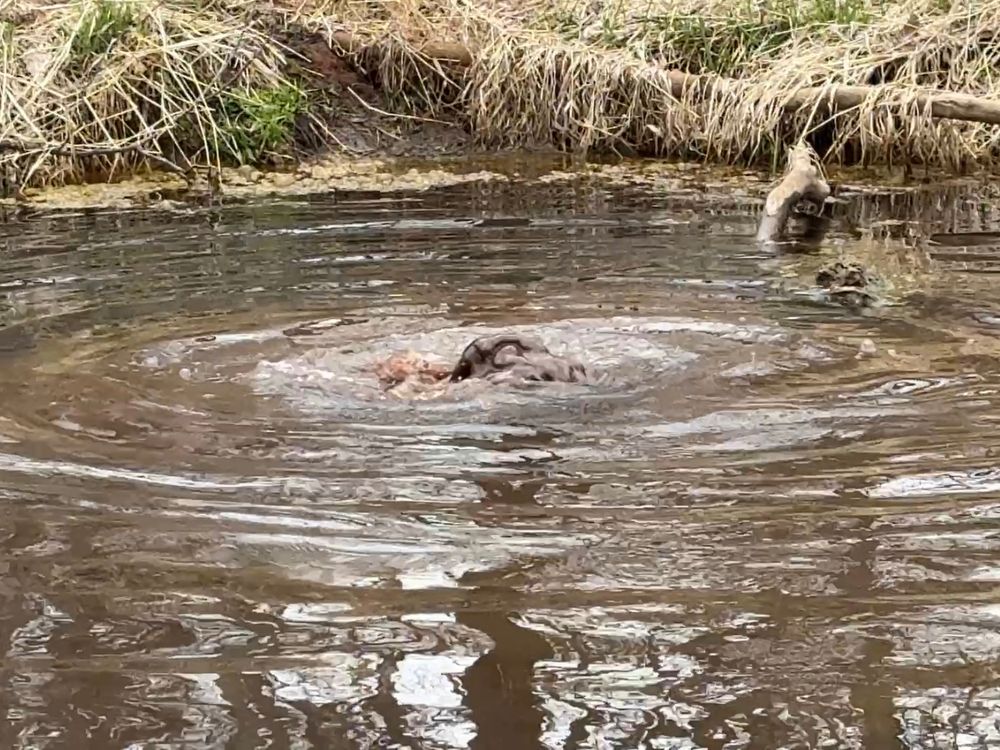 A muddy pressurized cold spring on a pond gives the appearance of boiling water