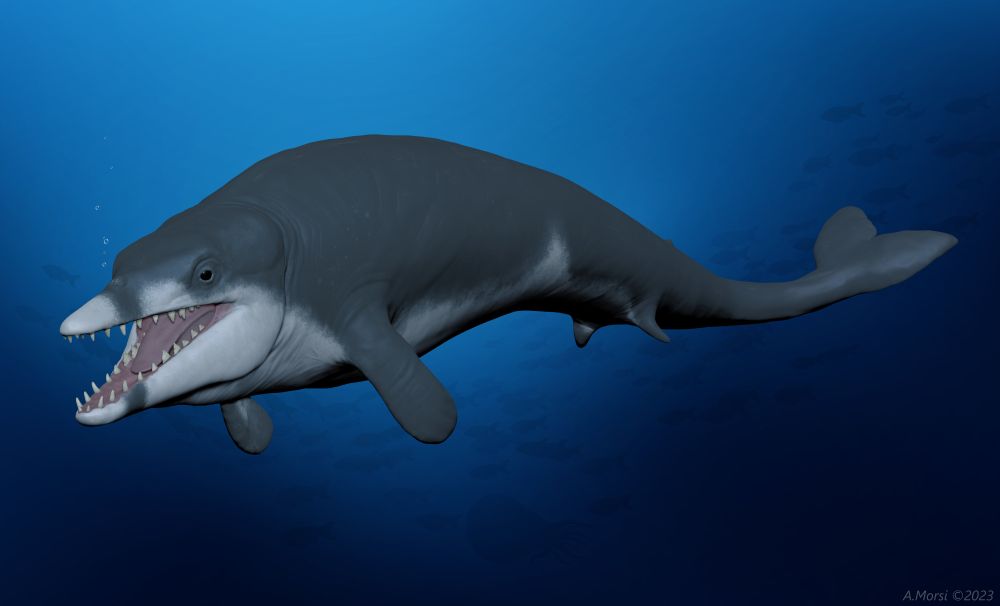 Life reconstruction of the extinct basilosaurid whale Tutcetus rayanensis swimming in the Tethys Ocean of present-day Egypt, 41 million years ago.