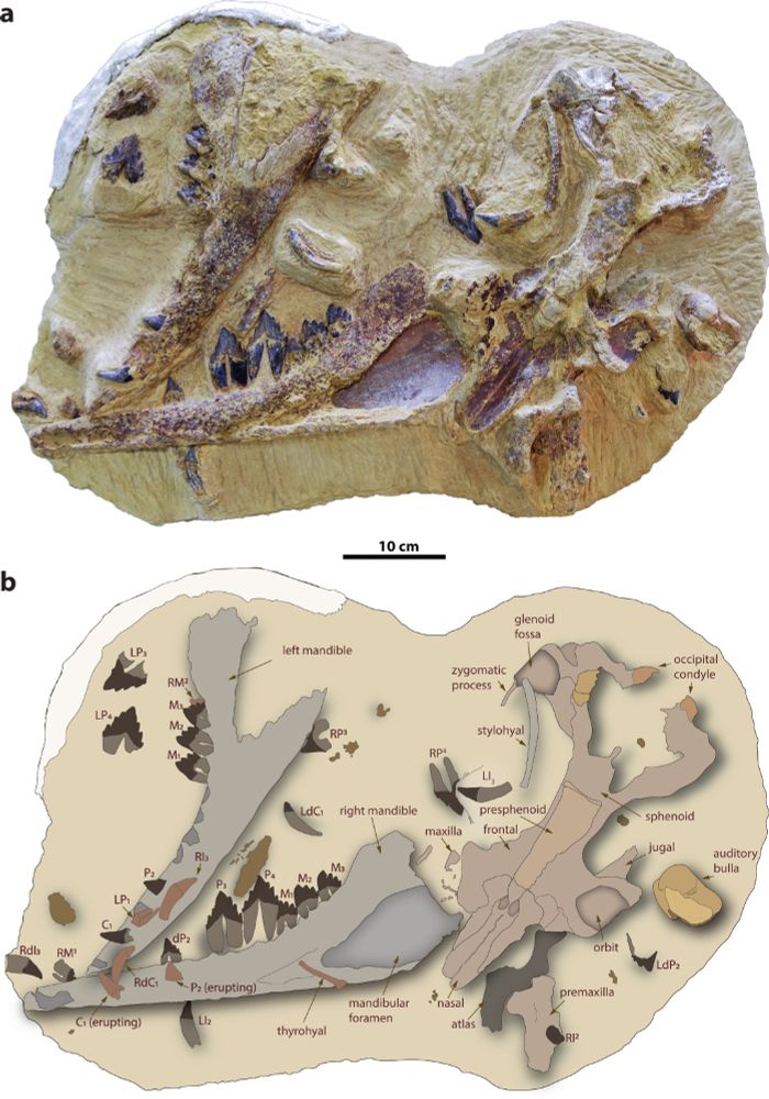 The fossil of the new species of basilosaurid and a corresponding drawing to explain the fossil