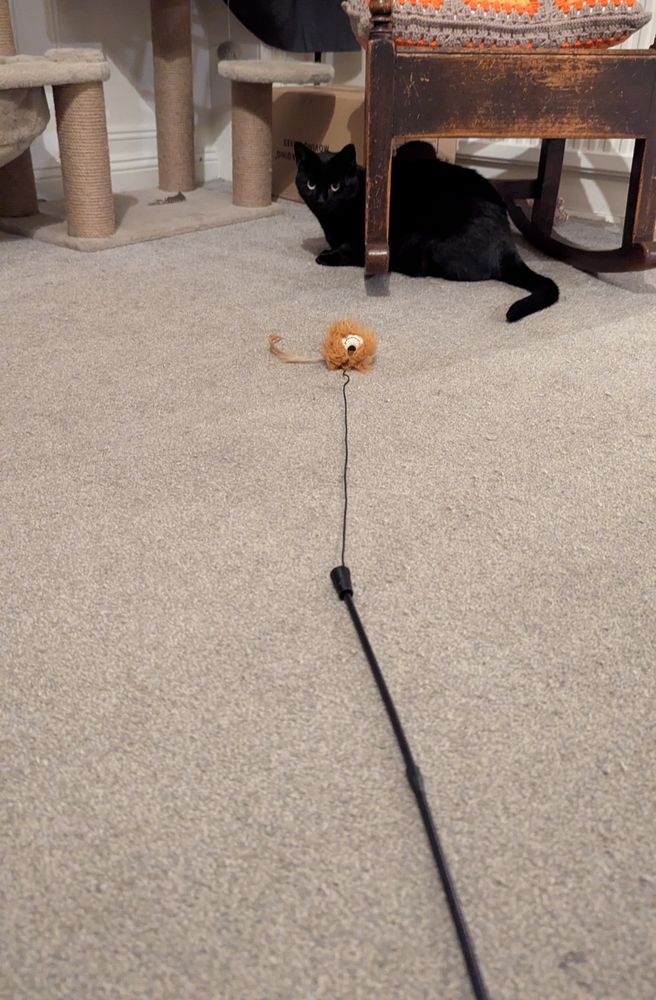 A shorthaired domestic black cat sitting under a rocking chair, regarding the viewer with betrayed contempt.  In the foreground is a fluffy ball on a string, with one measly feather attached.