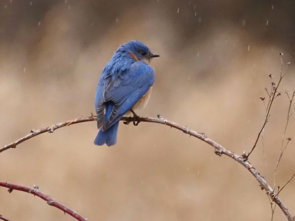 Eastern bluebird in a light rain shower 