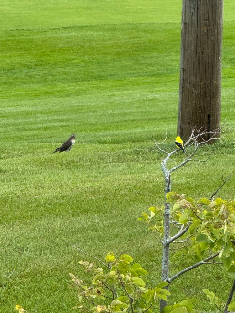 A small yellow and black bird, a goldfinch, atop a tree alerting the alarm that a Cooper’s hawk is nearby 