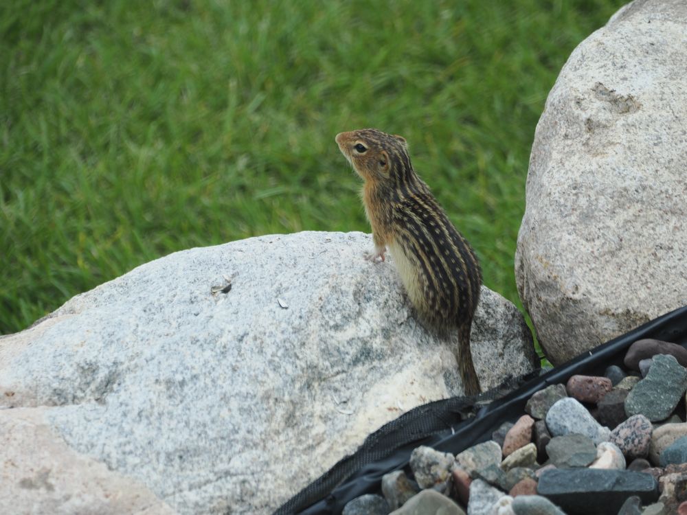 A small chipmunk frozen on a rock