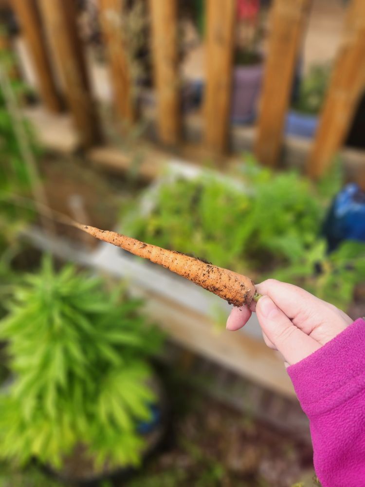 Holding a smallish carrot