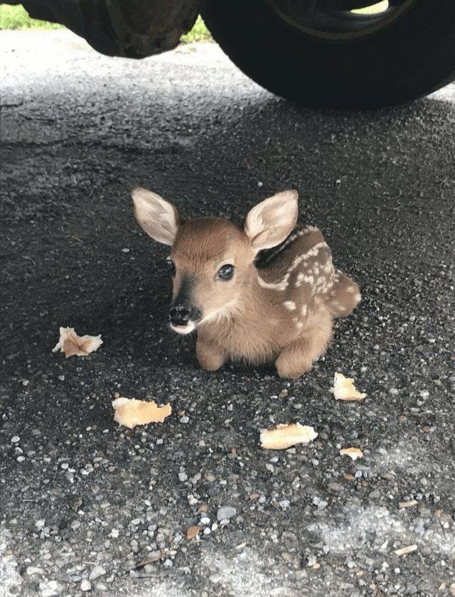 A fawn loafing underneath a car