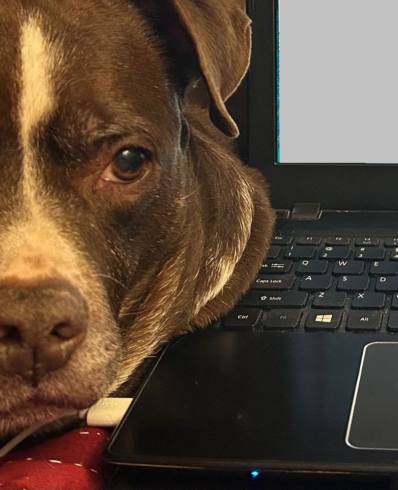 A dog sits next to an open laptop, partly overlapping the keyboard. 
