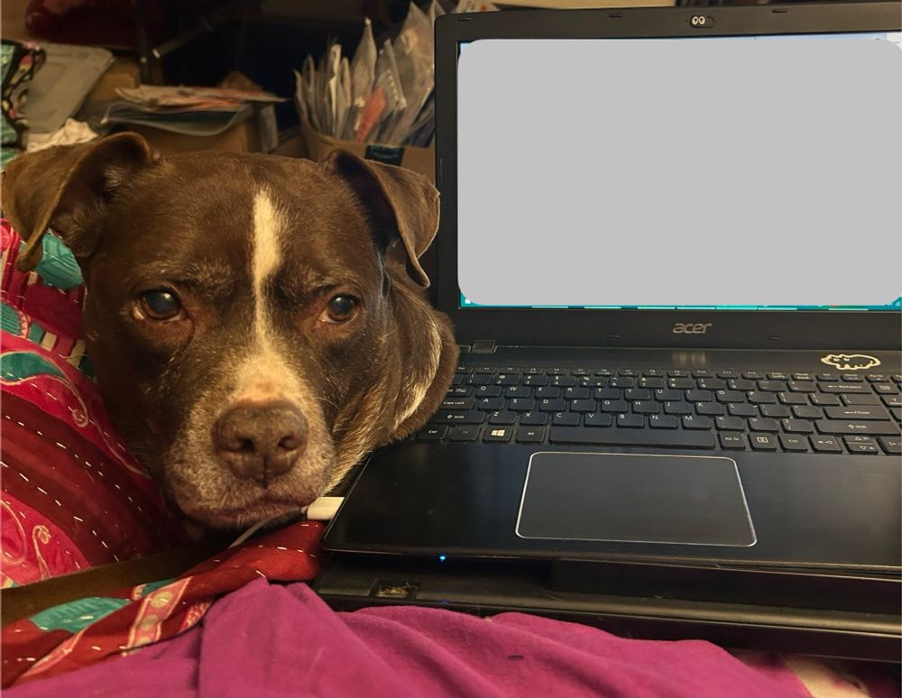 A dog sits next to an open laptop, partly overlapping the keyboard. 