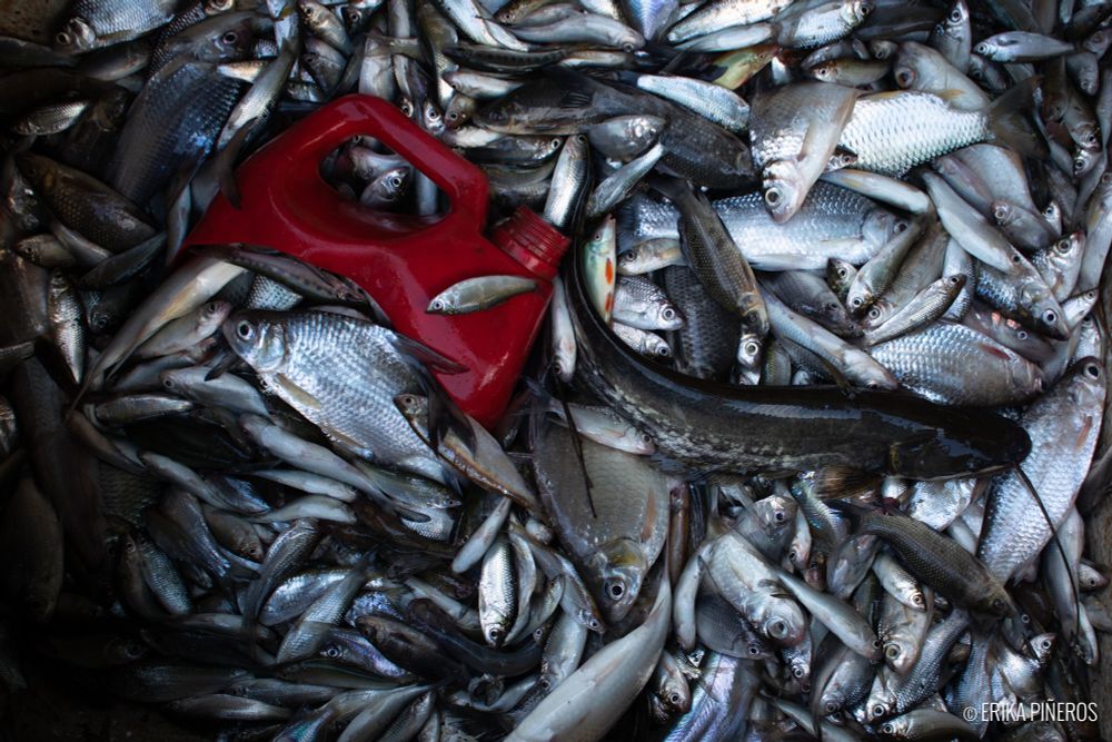 Sorting the catch of the day. All fishermen noted the catch has decreased noticeably in recent years. © Erika Piñeros
