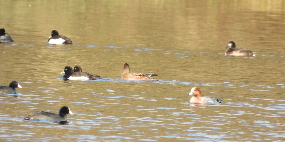 Wigeon and Tufted Ducks on Osmere