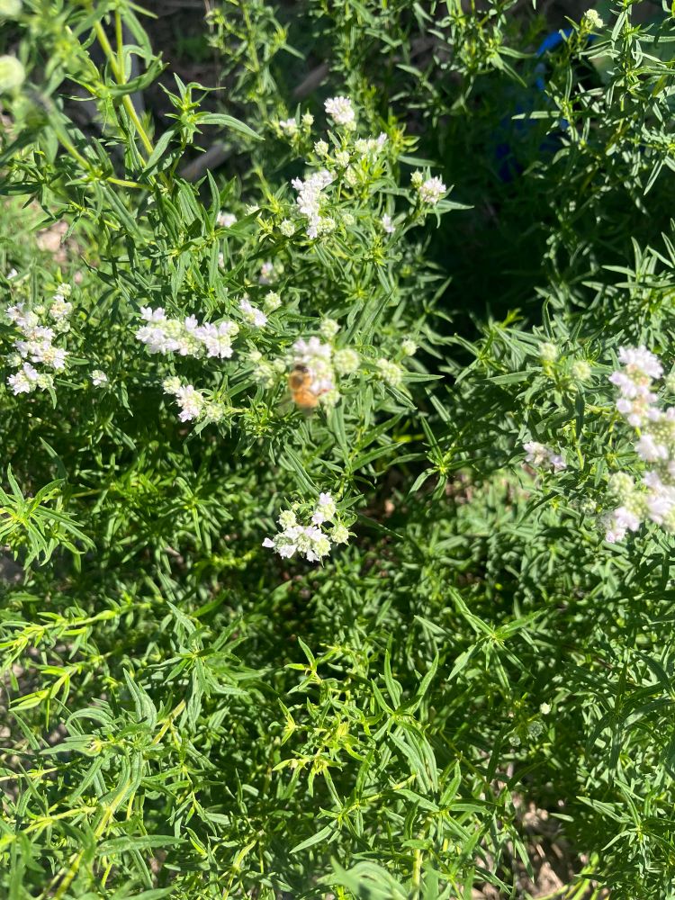 A busy bumblebee (a little blurry) moving between blooms of mountain mint stems 