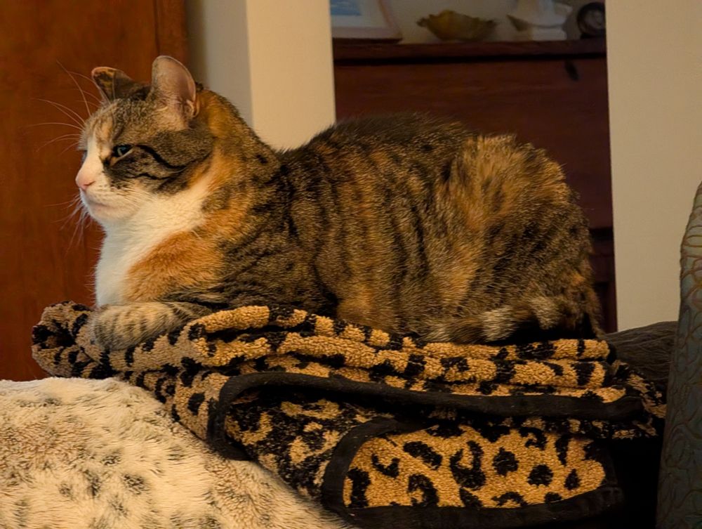 A cat sits on a folded  leopard print bath towel and surveys her domain.