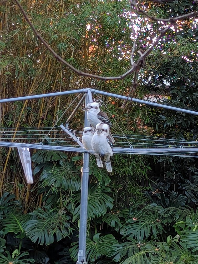 3 kookaburras sitting on a hills hoist.