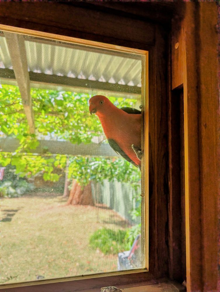 A male King Parrot hanging on to the window frame watching me unstack the dishwasher.