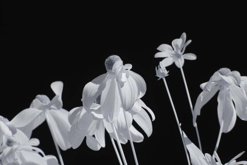 Nearly black and white infrared photo of a yellow flower (probably a Rudbeckia of some kind) that appears to be white, against a black sky