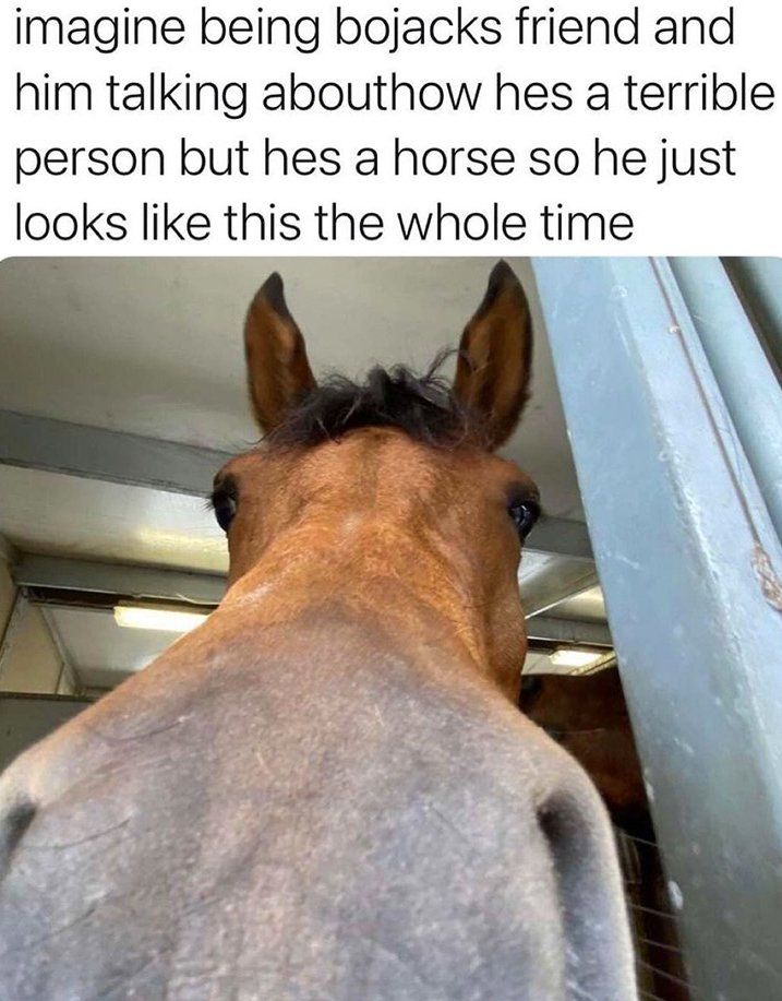 cavalo bem perto da camara e escrito "imagine being bojacks friend and him talking abouthow hes a terrible person but hes a horse so he just looks like this the whole time"