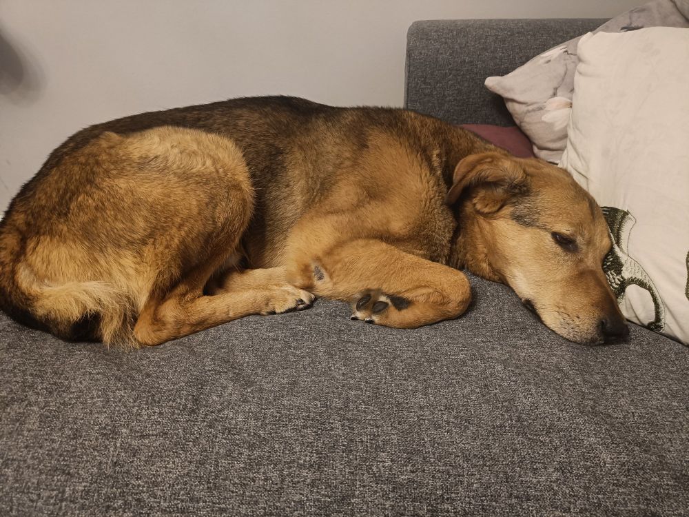 German shepherd mix dog lying on the sofa about to fall asleep