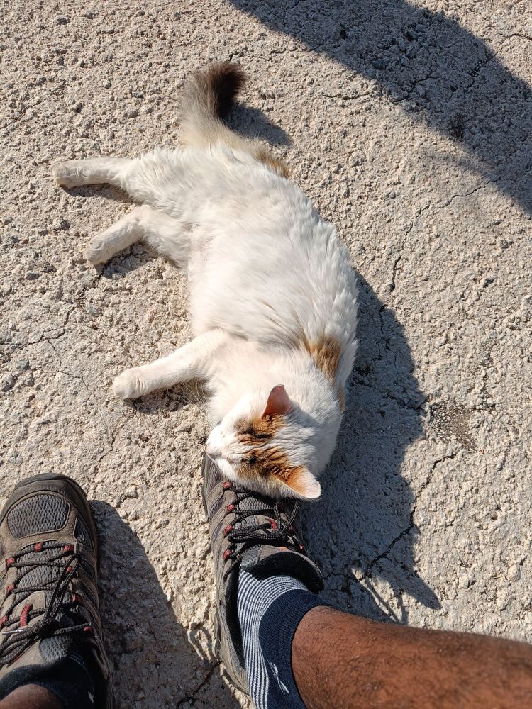 Picture of a white cat resting her head on my shoe