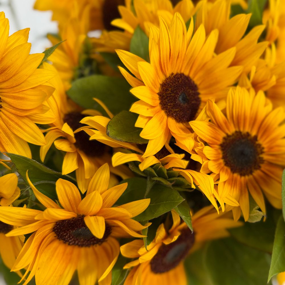 Viele gelbe Sonnenblumen