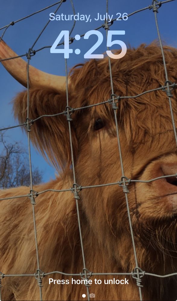 A screencap of a phone Lock Screen (vertical image, with phone UI at top
and bottom). The photo featured is an adorably furry highland cow with a shaggy, russet coat and long horns.