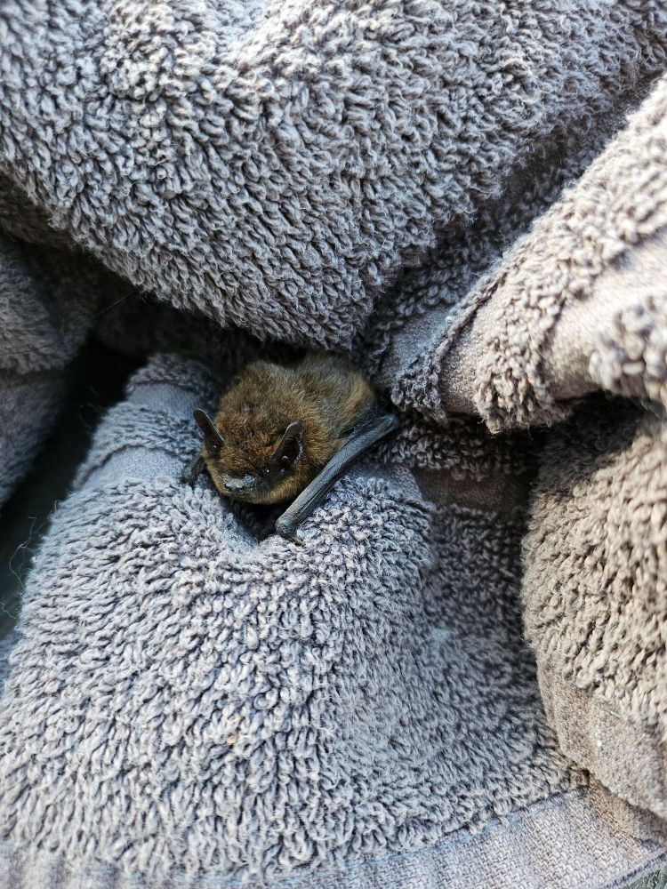 Bat on towel, front