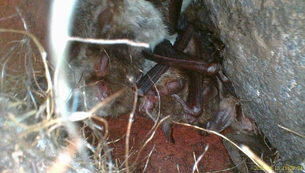A group of Natterer’s bats in a swarming site.