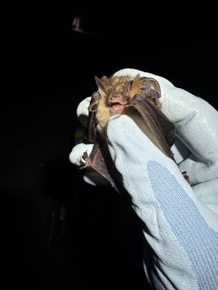 Brown Long Eared bat. 