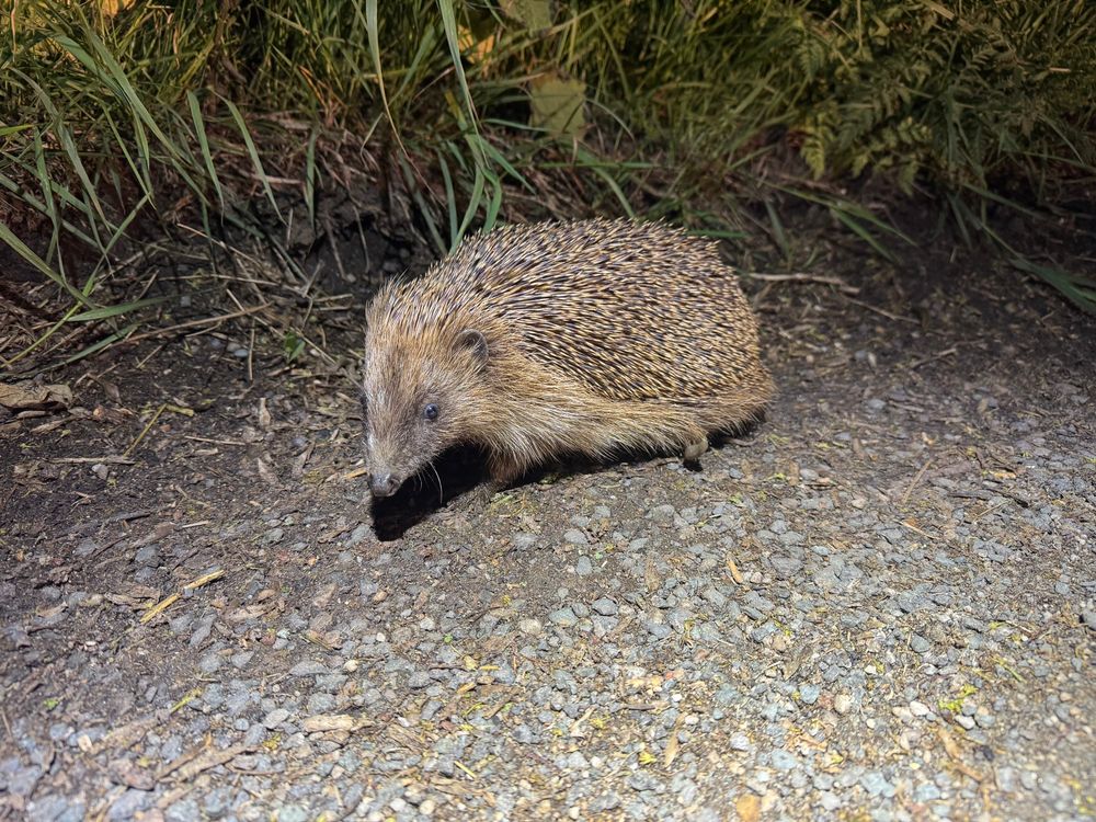 Hedgehog 