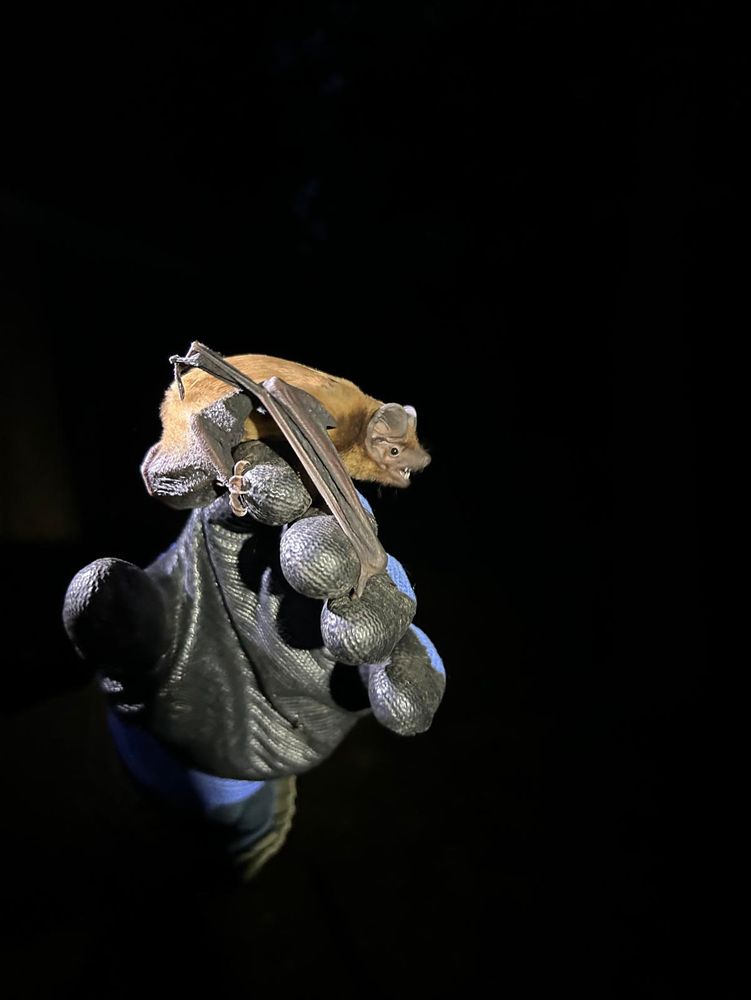 Noctule bat being released. 