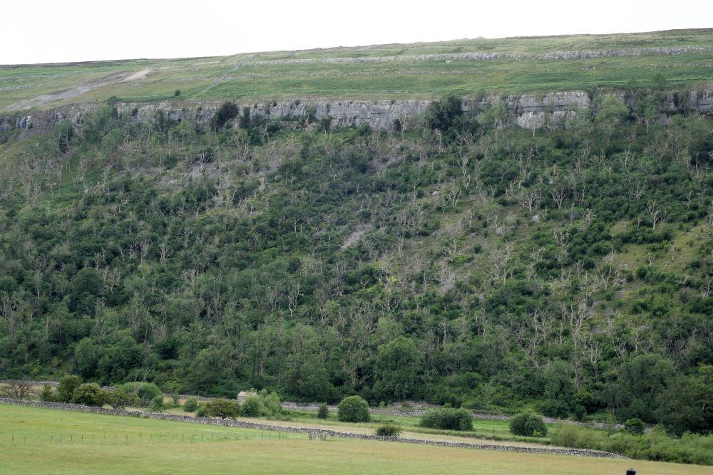 View of Littondale showing scale of Ash Crown dieback. 