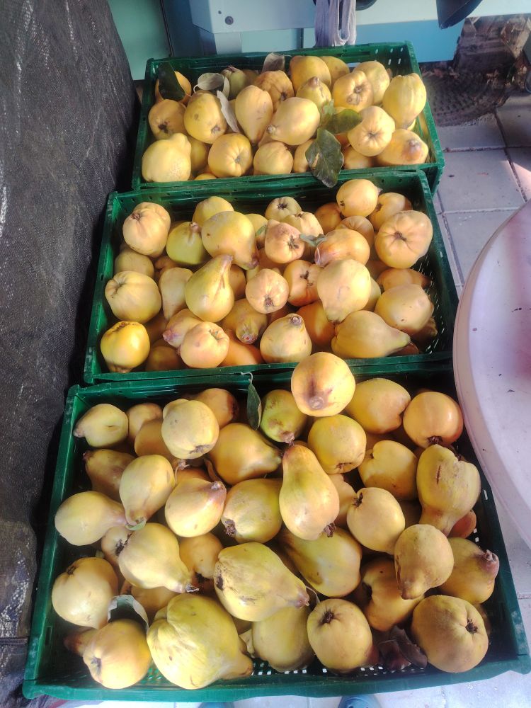 Drei Gemüsekisten übervoll mit Quitten 