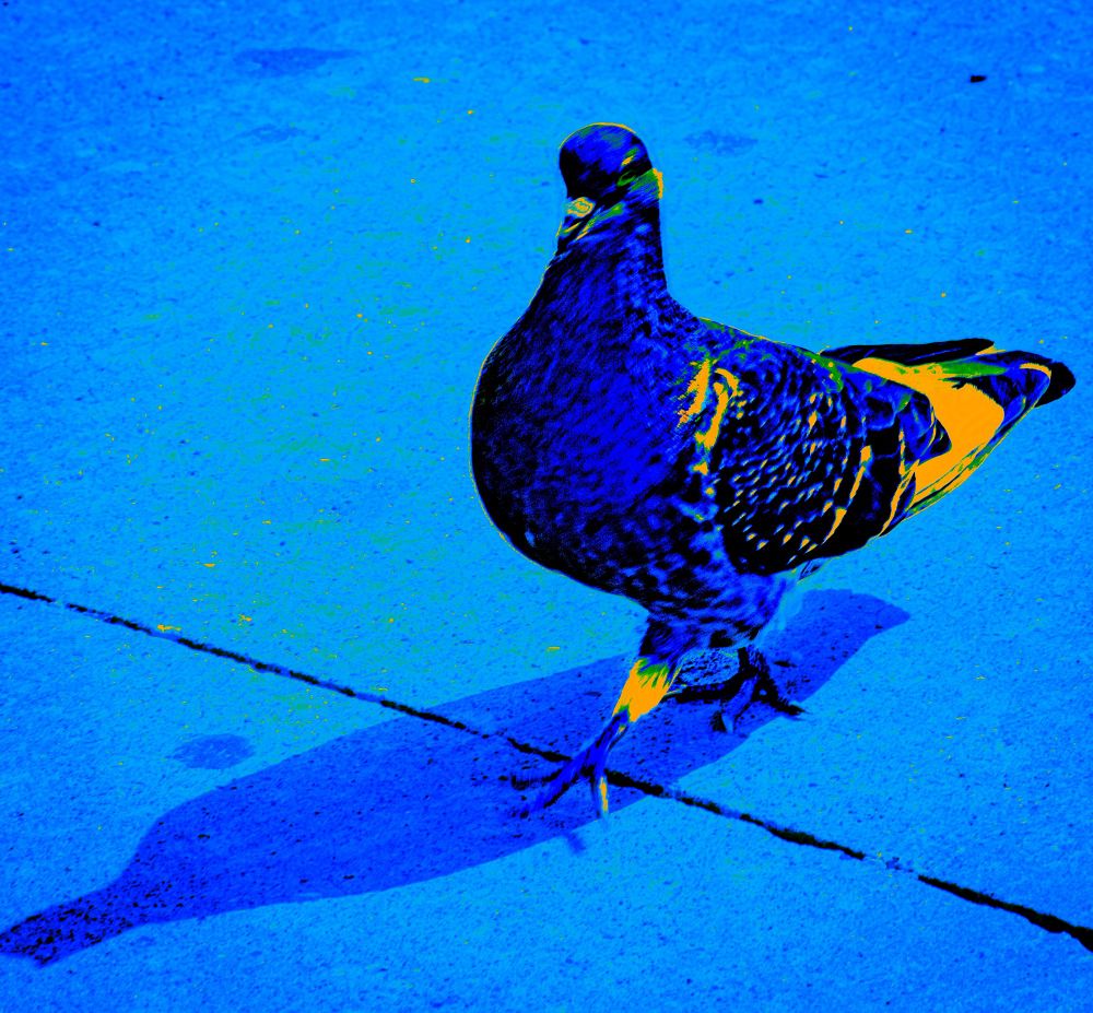 A pigeon walking on the sidewalk 