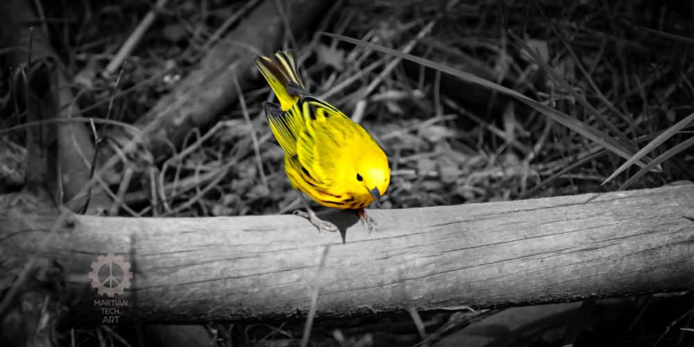 A yellow warbler on a log