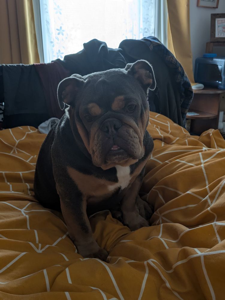 Brown & tan bulldog, high on painkillers, sitting on an orange bed