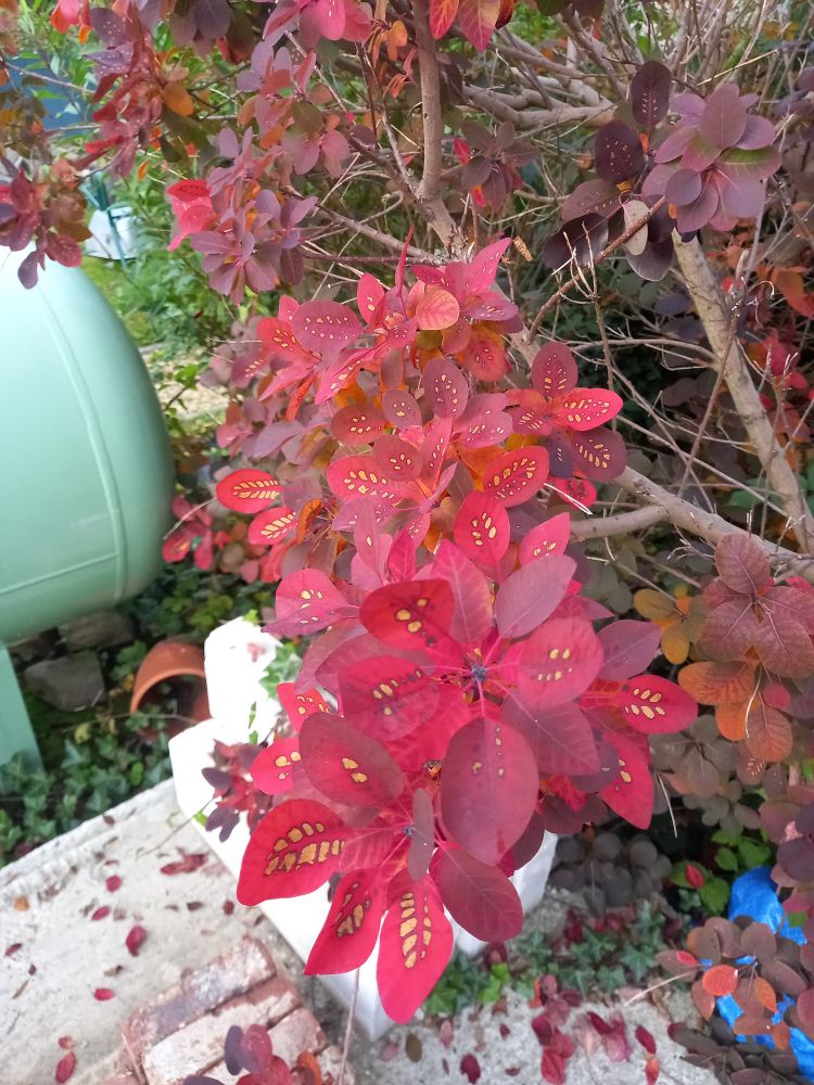Very beautiful small red leaves with bright beige dots in the middle. During the season they are a darkish red-green to turn into bright red now in the autumn. I don't know the name of the bush.