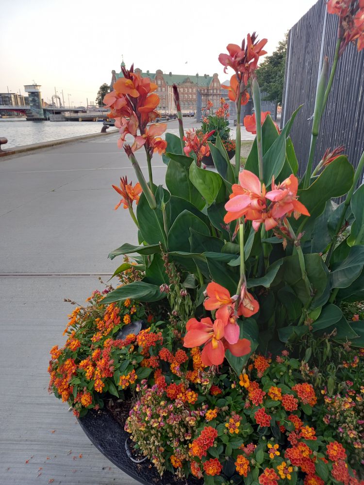 Orangea blommor i Köpenhamn. Olika sorter i en stor utomhusplanteringsskål på ett promenadstråk intill vattnet.
