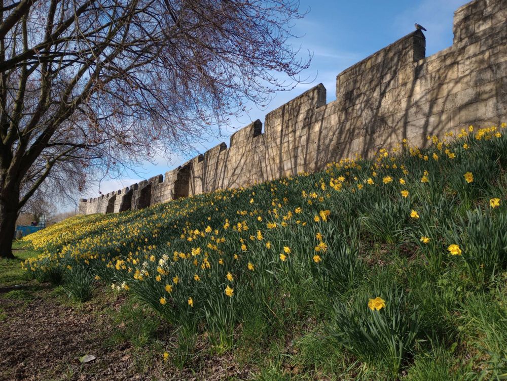 Yellow daffodils on a hill up to York's medieval walls.