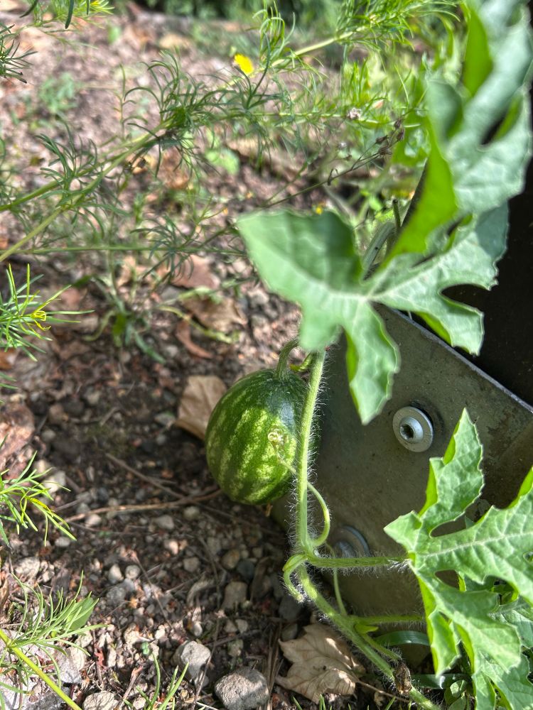 Eine ganz kleine Wassermelone 