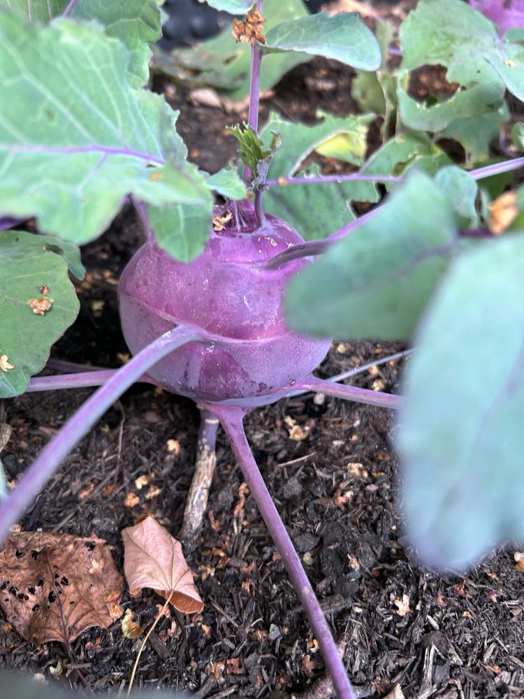 Roter Kohlrabi