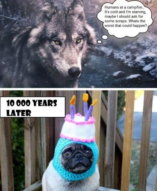 Two pictures on top of each other. On the upper part, a wolf looking almost straight at the camera and thinking: « Humans at a campfire. It's cold and I'm starving. Maybe I should ask for some scraps. What's the worst that could happen?» 
In the lower part, a picture of a small and apparently terribl embarrassed pug with a knitted green-blue, pink and white birthday cake wrought around his head. And the label: «10'000 years later»

TRADUCTION en français:
Une photo divisée en deux parties l'une sur l'autre. Dans celle du haut, un loup regarde la caméra et une bulle de pensée juste au-dessus de sa tête nous dit: « Des humains autours d'un feu de camps. Il fait froid et je meurs de faim. Peut-être que je devrais quémander quelques restes. Qu'est-ce qui pourrait m'arriver de pire? » 

Dans la partie inférieure, une photo d'un carlin encagoulé avec un gâteau d'anniversaire tricoté avec des couleurs pastelles, qui semble vouloir être enterré dix pieds sous terre, et une étiquette qui dit: « 10'000 ans plus tard »