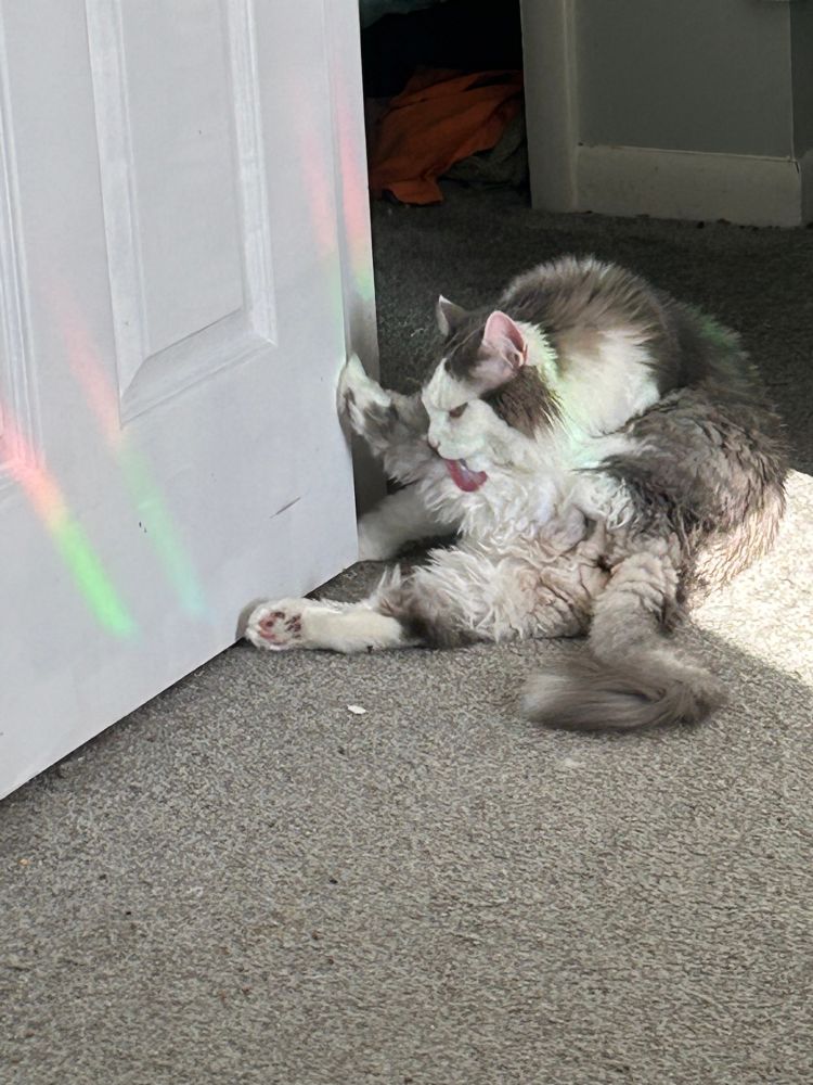 A fluffy gray and white cat sitting on the floor and licking her leg. 